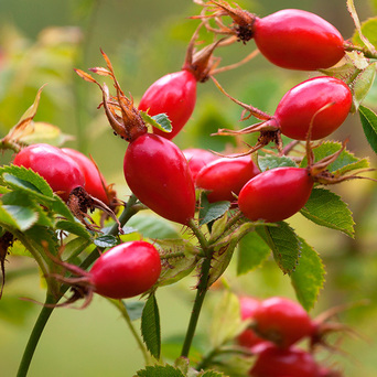 ប្រេង ROSEHIP
