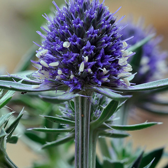 កោសិកាចិញ្ចឹមពីរុក្ខជាតិ Sea Holly