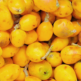 ប្រេង MARULA អាជីវកម្មសហគមន៍
