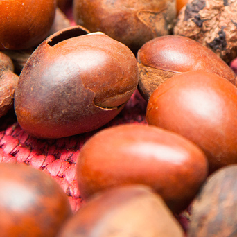 ពាណិជ្ជកម្មសហគមន៍ SHEA
